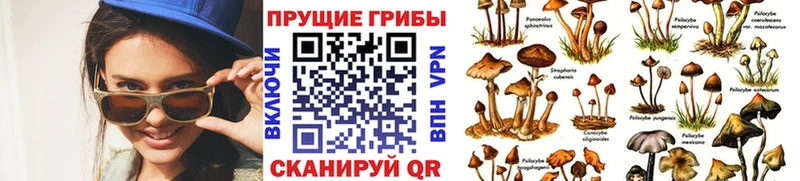 Купить где  Невьянск  Галлюциногенные грибы Cubensis 